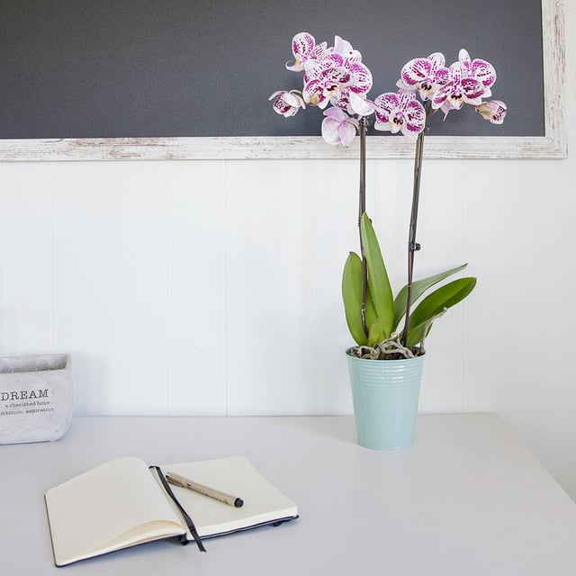 This Is Why Watering Orchids With Ice Cubes is Better